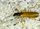 Indet. sp. (Coleoptera:Cantharidae)