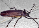 Indet. sp. (Coleoptera:Cerambycidae)