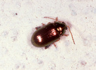 Indet. sp. (Coleoptera:Chrysomelidae)