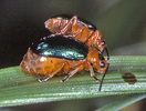 Indet. sp. (Coleoptera:Malachiidae)