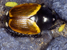 Indet. sp. (Coleoptera:Scarabaeidae)