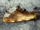 Ptilodon cucullina