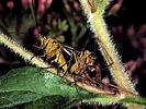 Panorpa sp. (Mecoptera:Panorpidae)