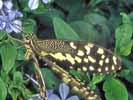 Papilio sp.