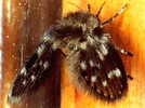 Indet. sp. (Diptera:Psychodidae)