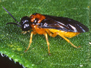 Indet. sp. (Hymenoptera:Argidae)