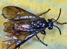 Indet. sp. (Hymenoptera:Cimbicidae)