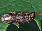 Indet. sp. (Hymenoptera:Tenthredinidae)