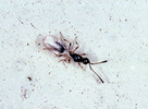 Indet. sp. (Hymenoptera:Cynipidae)