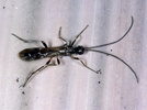 Indet. sp. (Hymenoptera:Ichneumonidae)