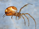 Indet. sp. (Araneae:Theridiidae)
