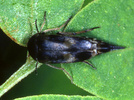 Varimordia fasciata