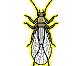 Plecoptera