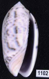 Oliva (Miniaceoliva) caerulea