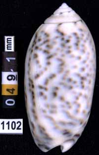 Oliva (Miniaceoliva) caerulea