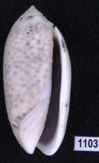 Oliva (Miniaceoliva) caerulea