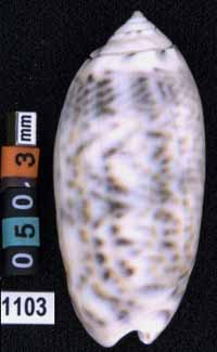Oliva (Miniaceoliva) caerulea