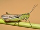 Chorthippus biguttulus