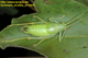 Cyrtaspis scutata