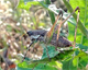 Rhacocleis annulata